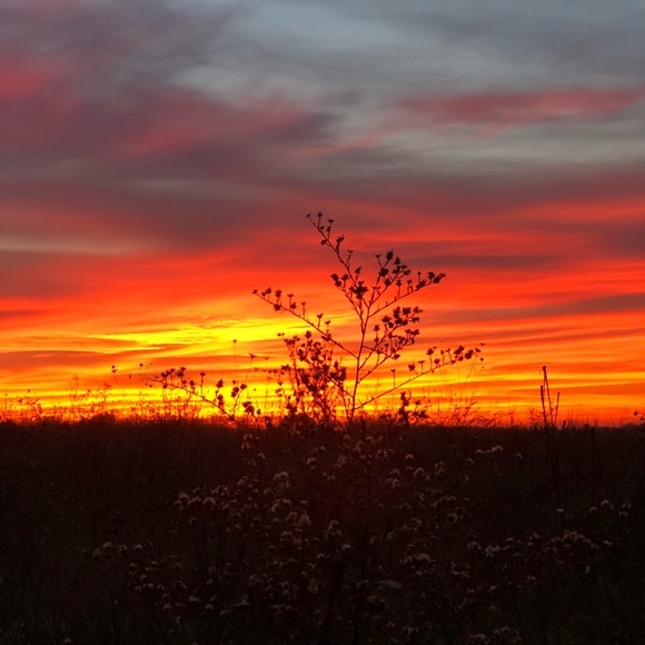 Meet your Posher, Bailey - Picture 1 of 1